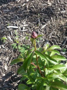 Smaller Peony One Bud