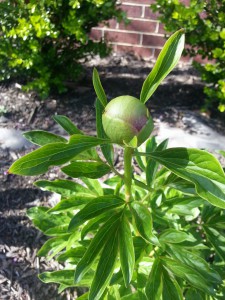 Tallest Peony - Bud is ping-pong ball sized.