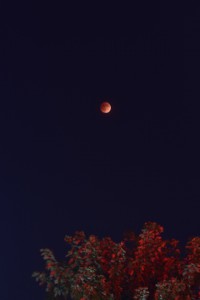 Moon and tree tops