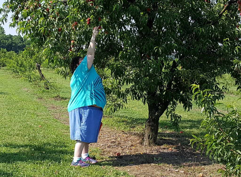 Carla stretching to reach the peaches on the low hanging branches.